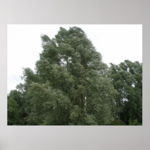Treetops Print