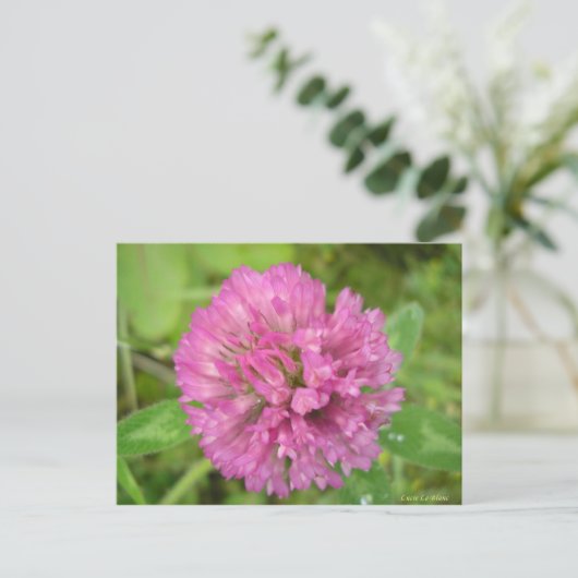 Trèfle rouge briefkaart (Staand voorkant)