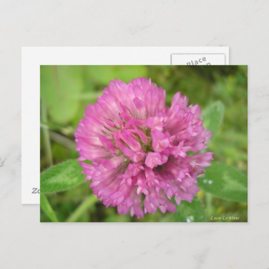 Trèfle rouge briefkaart (Voorkant / Achterkant)