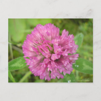 Trèfle rouge briefkaart