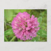 Trèfle rouge briefkaart (Voorkant)