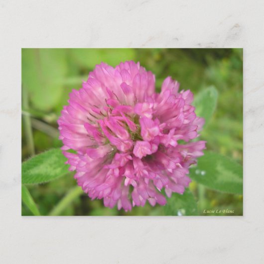 Trèfle rouge briefkaart (Voorkant)