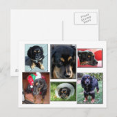 Trei-de puppy briefkaart (Voorkant / Achterkant)