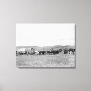 Trein van Oxen en Wagons, voorgelost voor zwarte h Canvas Afdruk
