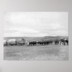 Trein van Oxen en Wagons, voorgelost voor zwarte h Poster