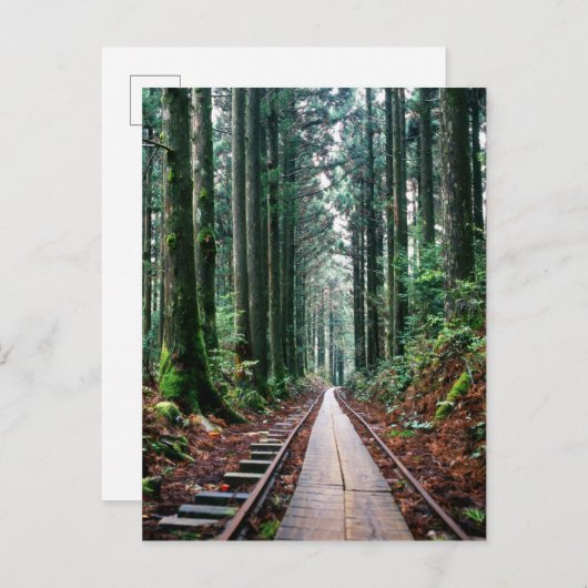 Treinsporen in het bos briefkaart (Voorkant / Achterkant)