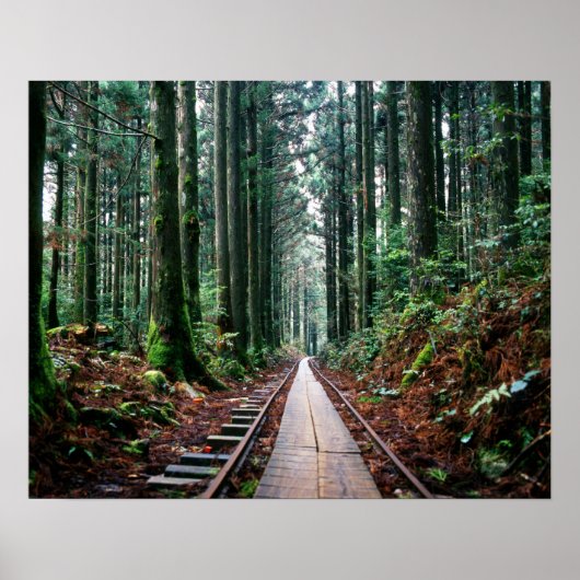 Treinsporen in het bos poster (Voorkant)