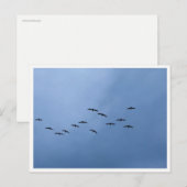 Trekganzen in V-formatie Briefkaart (Voorkant / Achterkant)