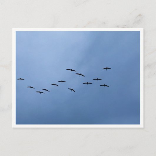 Trekganzen in V-formatie Briefkaart (Voorkant)