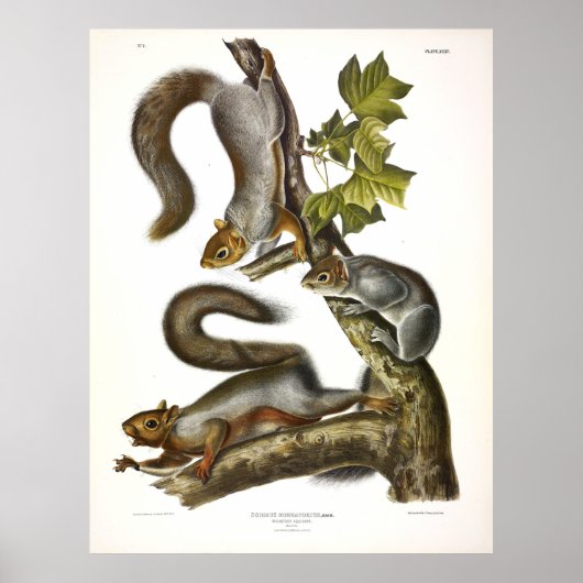 Trekijke (oostelijke grijze) eekhoorn van Audubon Poster (Voorkant)