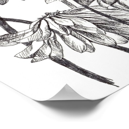 Trekken van zwarte en witte dunnedarmtuin poster (Hoek)