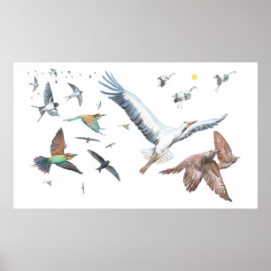 Trekkende vogels die hun vluchten traceren Illustr Poster