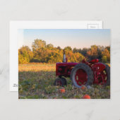 Trekker in pompoenveld briefkaart (Voorkant / Achterkant)