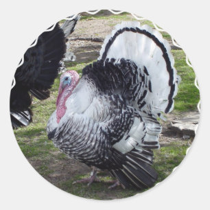 Trekkers Turkije Ronde Sticker