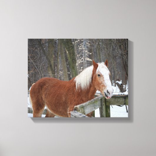 Trekpaard in de sneeuw canvas afdruk (Voorkant)
