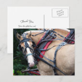 Trekpaard kijkt achterom Dank je Briefkaart (Voorkant / Achterkant)