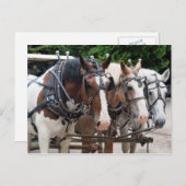 Trekpaard Team Bedankt Briefkaart (Voorkant / Achterkant)