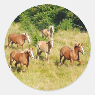 Trekpaarden die in het veld lopen ronde sticker