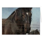 Trekpaarden in een weiland (Voorkant Horizontaal)