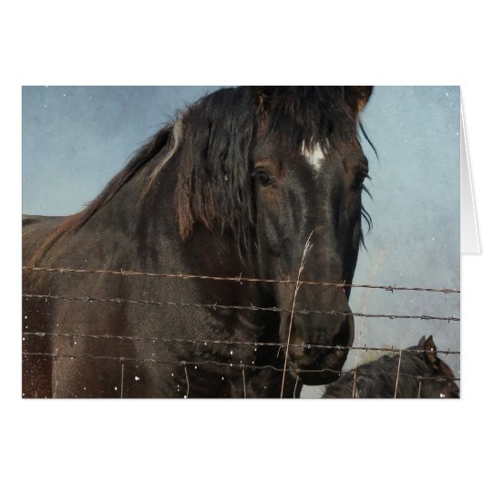 Trekpaarden in een weiland (Voorkant Horizontaal)