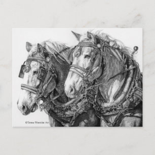 Trekpaarden Tekening Ansichtkaart Briefkaart
