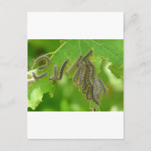 trekpijlers briefkaart (Voorkant)