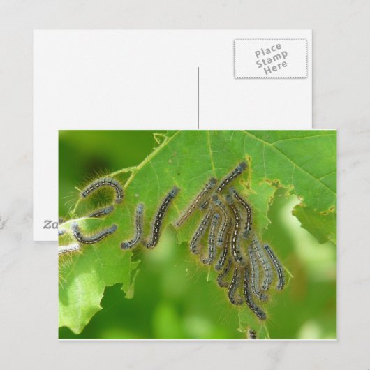 trekpijlers briefkaart (Voorkant / Achterkant)