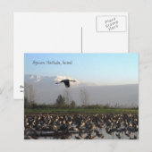 trekvogels in het Israëlische Briefkaart (Voorkant / Achterkant)