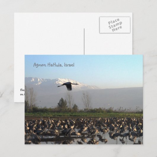 trekvogels in het Israëlische Briefkaart (Voorkant / Achterkant)