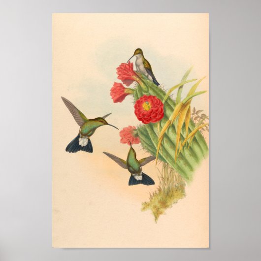 trekvogels Kunst vogeldruppelcactus Poster (Voorkant)