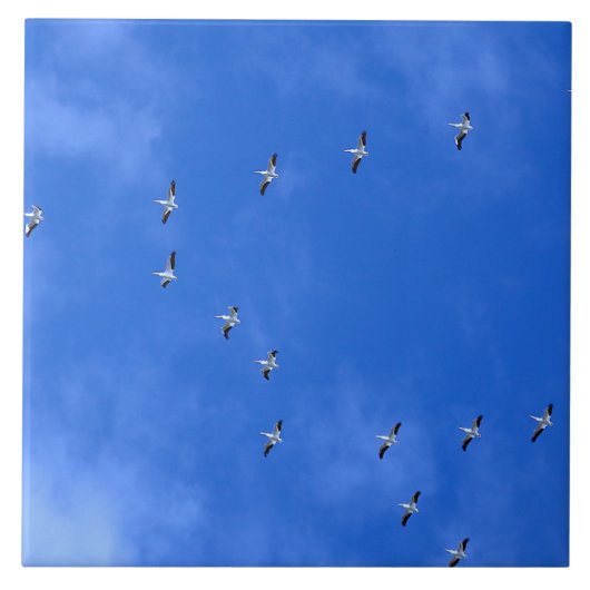 Trekvogels Tegeltje (Voorkant)
