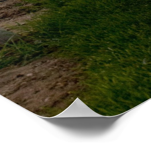 Trellis bij Sunrise Poster (Hoek)