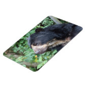 Tremarctos ornatus magneet (Linkerzijde)