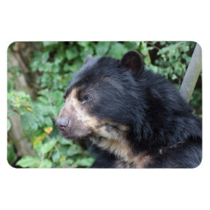 Tremarctos ornatus magneet