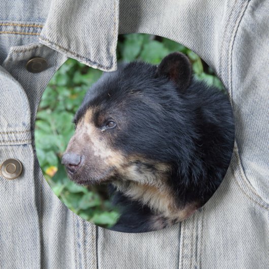 Tremarctos ornatus ronde button 6,0 cm (In situ)