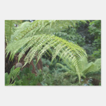 Trendy Fresh Fern Achtergrond Set van 3