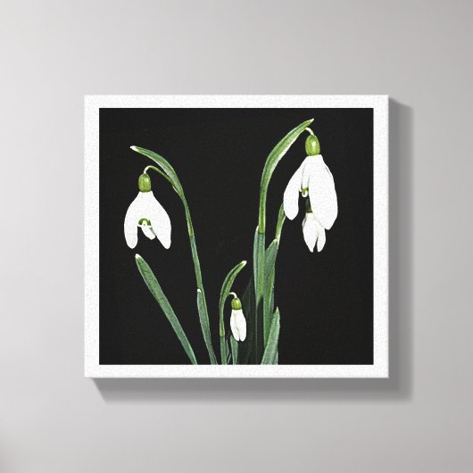 Trendy moderne minimalistische sneeuwklokbloem fin canvas afdruk (Voorkant)