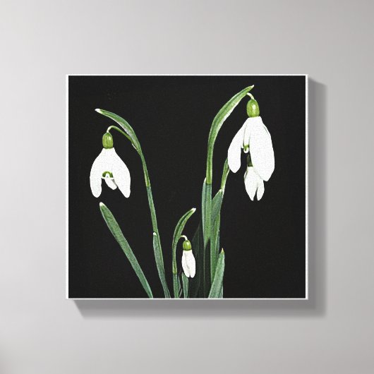 Trendy moderne minimalistische sneeuwklokbloem fin canvas afdruk (Voorkant)