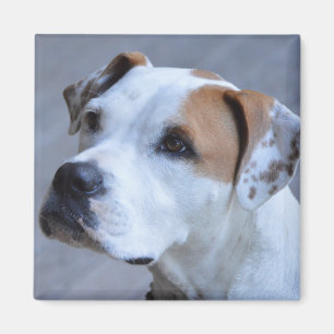 Trendy Personalized Pet Photo Magnet