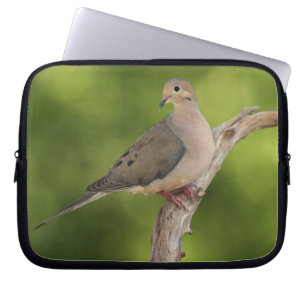 Treurdou, Zenaida macroura Laptop Sleeve