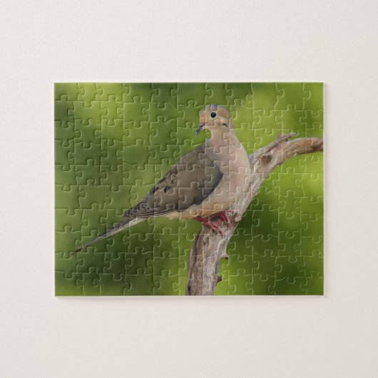 Treurdouduif, Zenaida macroura Legpuzzel (Horizontaal)