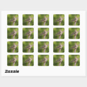 Treurdouduif, Zenaida macroura Vierkante Sticker (Vel)