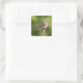 Treurdouduif, Zenaida macroura Vierkante Sticker (Tas)