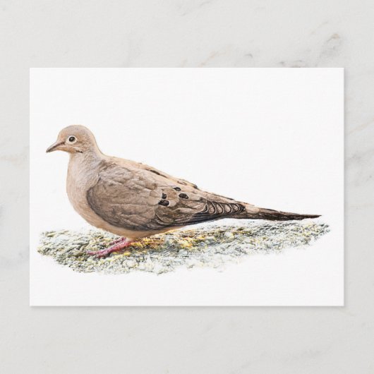 Treurdove Briefkaart (Voorkant)