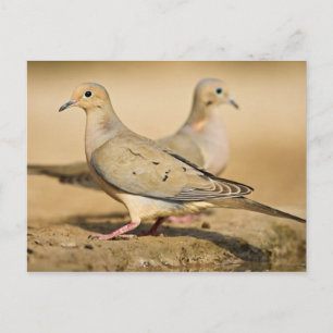 Treurduif Briefkaart