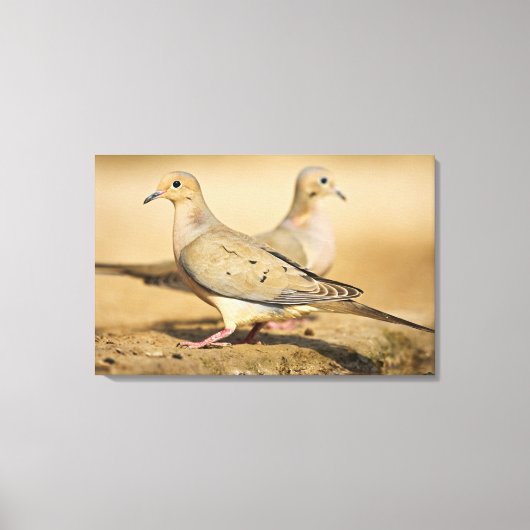 Treurduif Canvas Afdruk (Voorkant)