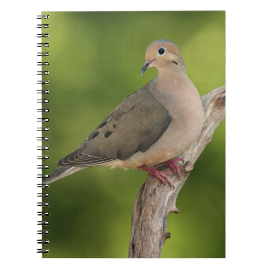Treurduif, Zenaida macroura Notitieboek (Voorkant)