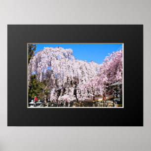 Treurende kersenboom ("Nara Ichiban-Zakura") Poster