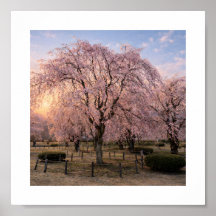 Treurige Kersenbloesem bij Zonsondergang – Kunstpr