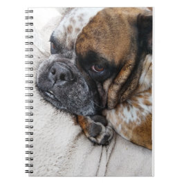 Treurige Victoriaanse Bulldog Foto 9x6 Notitieboek